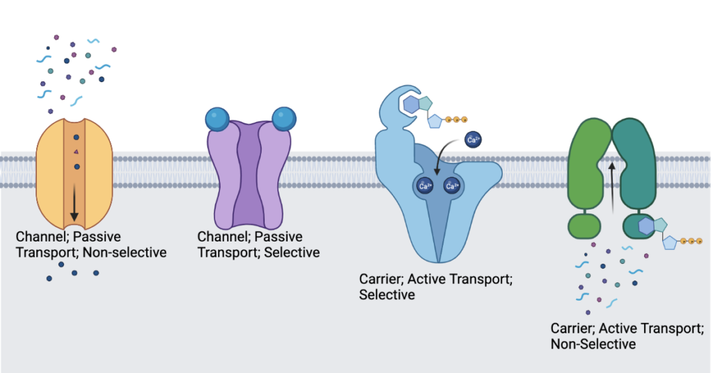Transporter Proteins – Protein Scientist
