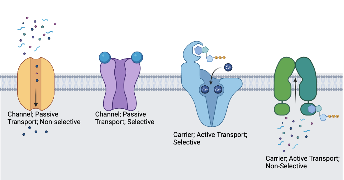 transporter-proteins-protein-scientist