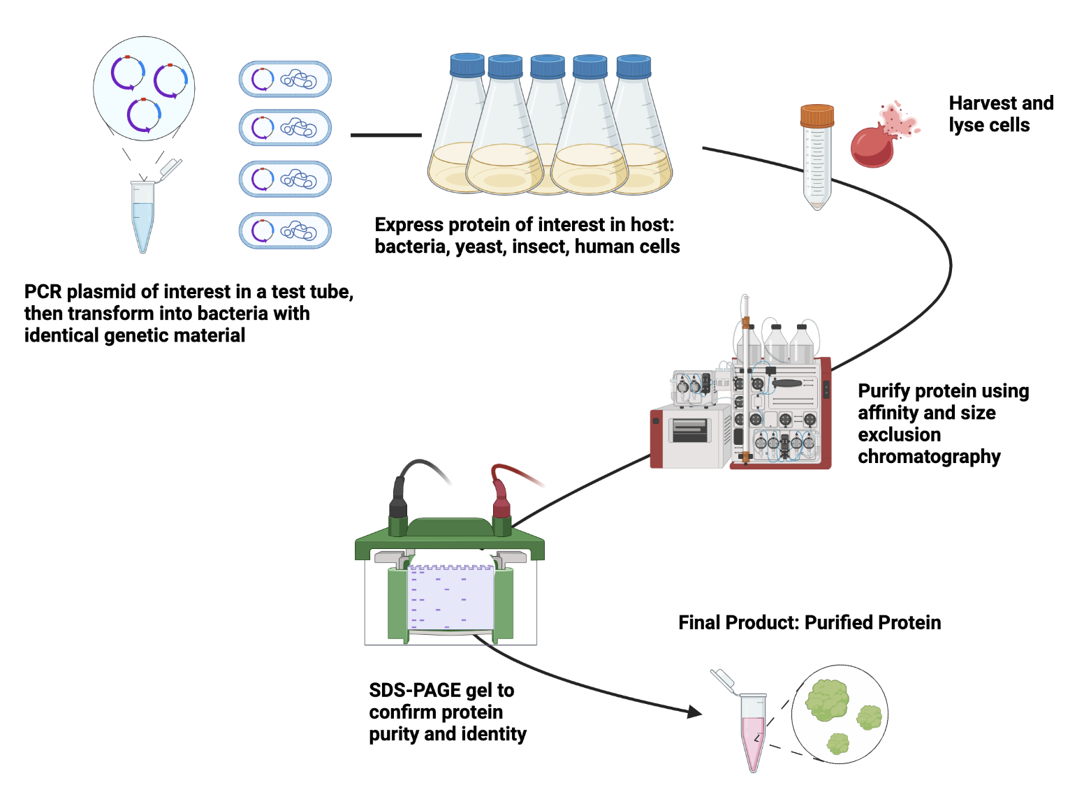 How To Purify Proteins – Protein Scientist