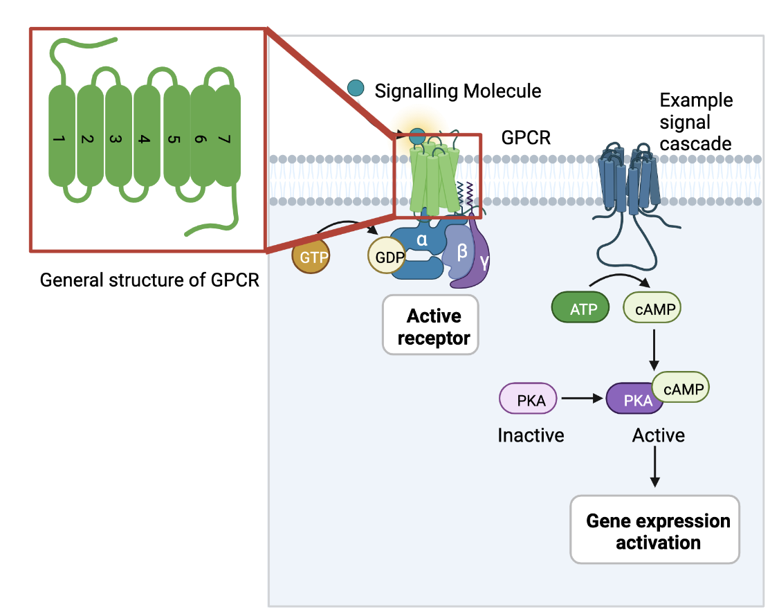 GPCRs and Fusion Proteins – Protein Scientist